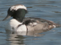 Smew x Hooded Merganser hybrid